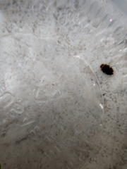 Laccophilus maculosus