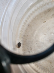 Laccophilus maculosus