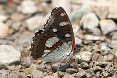 Limenitis reducta reducta