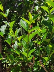 Myrtus