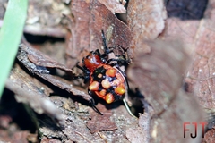 Micrathena glyptogonoides