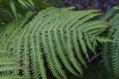 Matteuccia struthiopteris