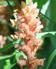 Orobanche flava
