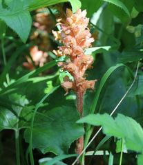 Orobanche flava