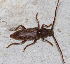 Elaphidion linsleyi