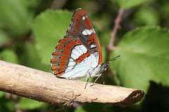Limenitis reducta herculeana