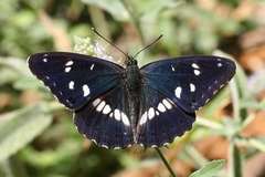 Limenitis reducta herculeana