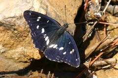 Limenitis reducta herculeana