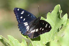 Limenitis reducta herculeana