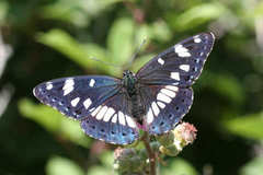 Limenitis reducta herculeana
