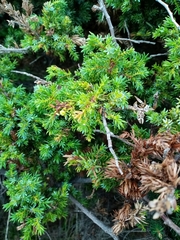 Juniperus brevifolia