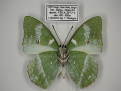 Charaxes minor