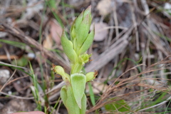 Satyrium emarcidum