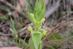 Satyrium emarcidum