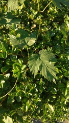 Humulus lupulus