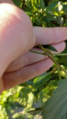 Humulus lupulus