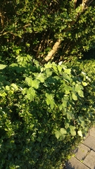 Humulus lupulus