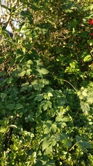 Humulus lupulus