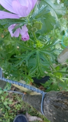 Malva moschata