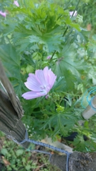 Malva moschata