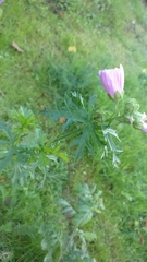 Malva moschata
