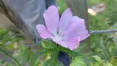 Malva moschata