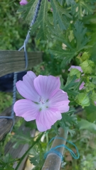 Malva moschata