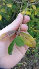 Ligustrum