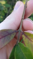 Ligustrum