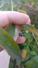 Ligustrum