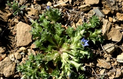 Gentiana squarrosa