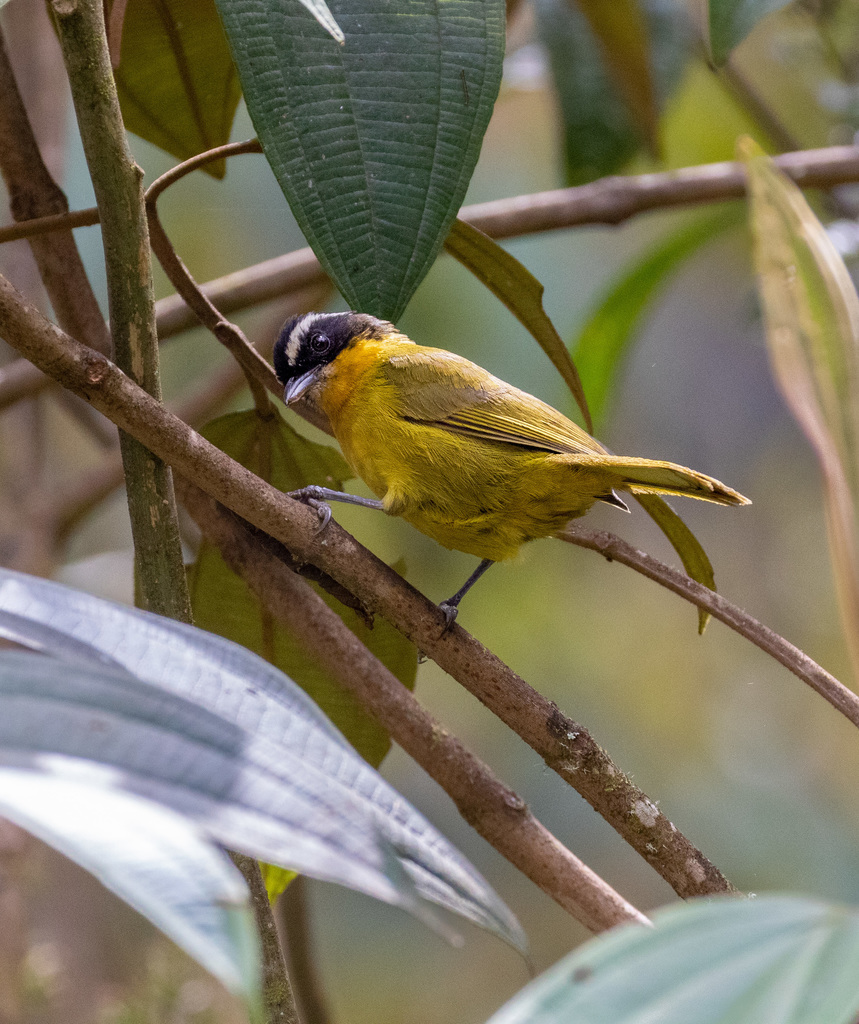 Black-capped Hemispingus