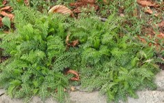 Achillea millefolium