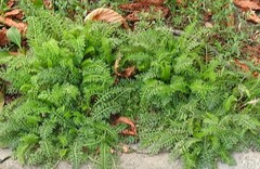Achillea millefolium