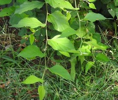 Celtis occidentalis