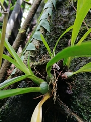 Maxillaria coccinea