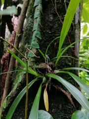 Maxillaria coccinea