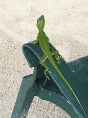 Anolis garmani