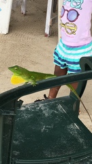 Anolis garmani