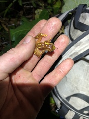 Dendropsophus sarayacuensis