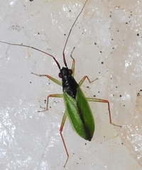 Teratocoris antennatus