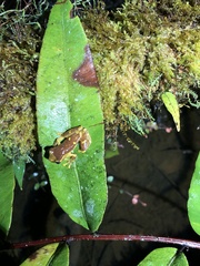 Dendropsophus sarayacuensis