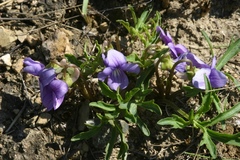 Viola dissecta