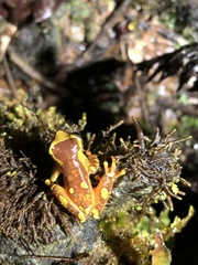 Dendropsophus sarayacuensis