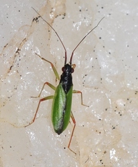 Teratocoris antennatus