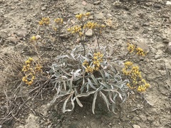 Eriogonum brevicaule