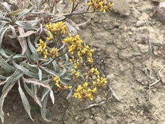 Eriogonum brevicaule