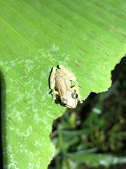 Scinax ruber