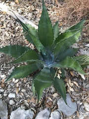 Agave asperrima