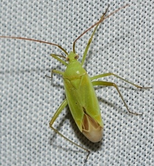 Thiomiris sulphureus